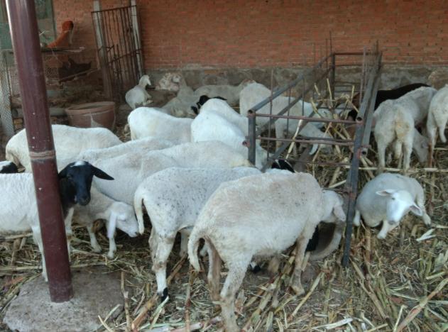 羊发烧不消化怎么治疗,羊发烧不打针的有效方法