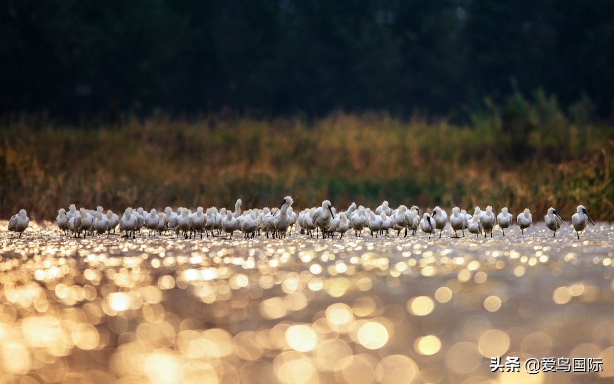 观鸟作品,观鸟优秀作品