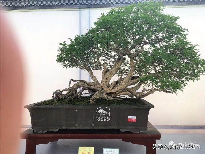 骞哥涔呬箙鐢滅敎铚滆湝,骞哥涔呬箙