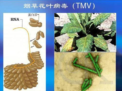 病毒不具有什么所以不能称为生命,为什么说病毒创造了生命