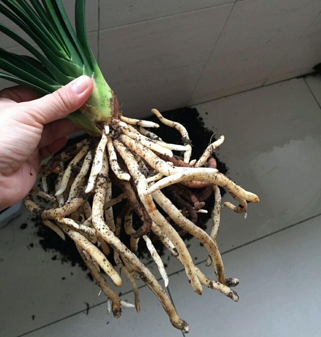 怎样让君子兰根系茂盛,如何促进君子兰根系生长