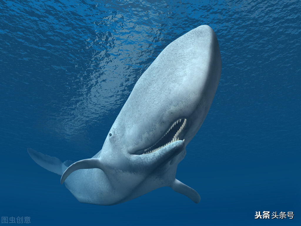 关于动物的42个有趣事实,动物有哪些小知识