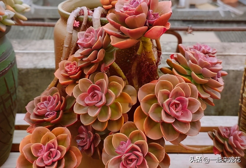 多肉法师一根老桩怎么样砍头,法师多肉老桩可以砍头吗