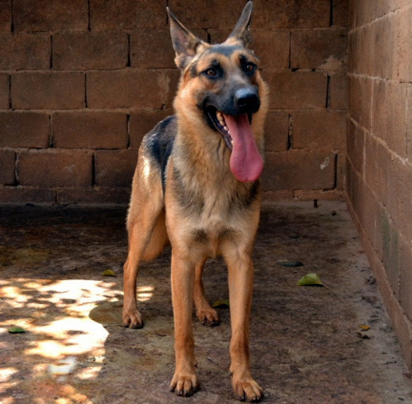 昆明犬黑背和德国黑背的区别,老版德牧黑背vs昆明犬黑背