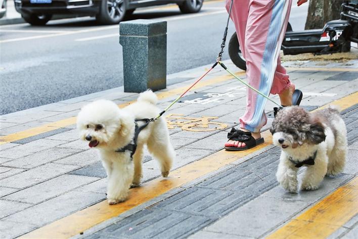 瀹犵墿姝讳骸澶勭悊鏈烘瀯,瀹犵墿閬椾綋鍠勫悗澶勭疆鐩戠鍔炴硶