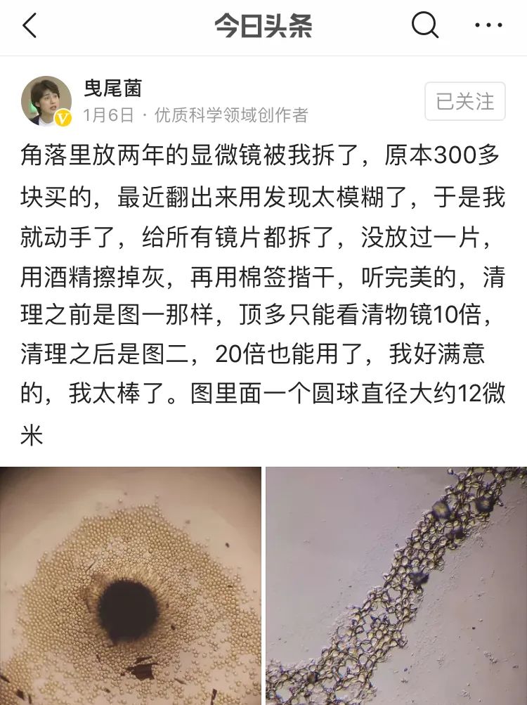 她让20万人爱上一种菌：像西米露，又似咸蛋黄，网友直呼太神奇