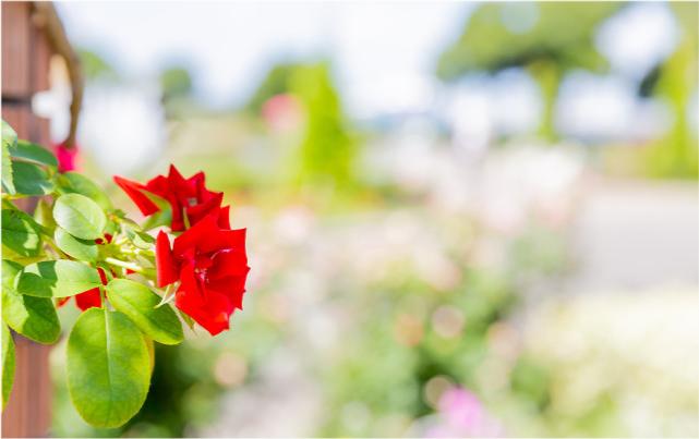 谢伦灿谈文化创新,谢伦灿谈文化价值