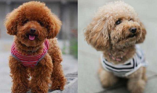 雪纳瑞犬和泰迪犬的缺点是什么,泰迪犬的六大缺点劝你最好别养