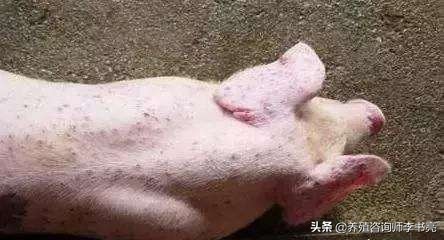 猪血虫病怎么治疗效果最好,猪血虫用啥药可提前预防