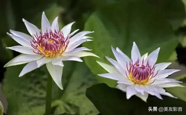 江南可采莲莲叶何田田全诗讲解,有关莲的古诗词大全