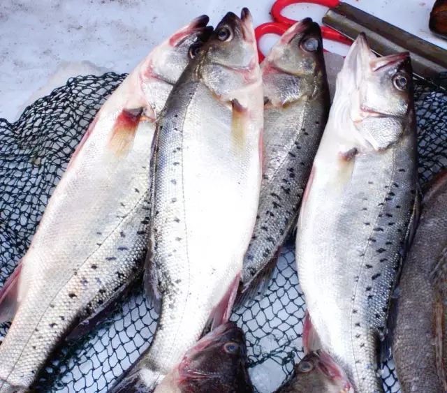 醴陵市海鲜收藏排行榜,海鲜礼盒收藏价格表图