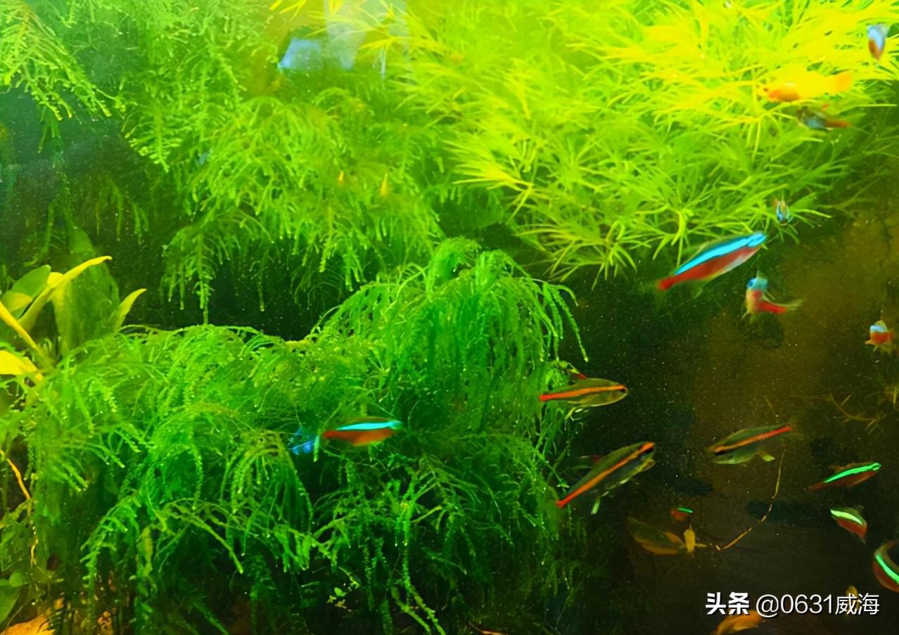 观赏鱼冬天几点喂水最合适,观赏鱼下雨可以喂食吗北方