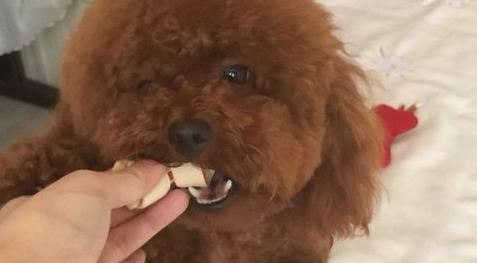 泰迪幼犬换牙注意事项,泰迪犬换牙吃硬狗粮能咬动吗