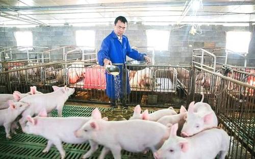 如何养猪让猪长得快一点,如何养猪提升猪肉口感