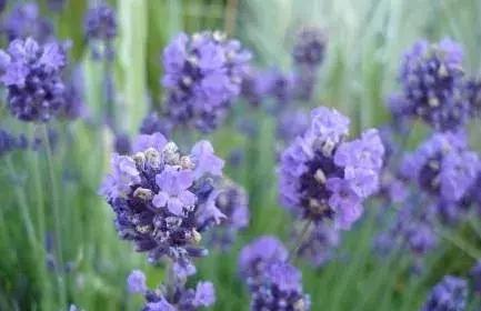 芳疗精油能帮助睡眠吗,芳疗对人体作用