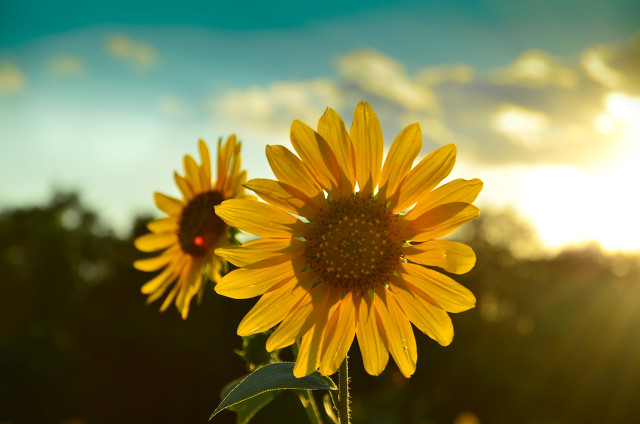 莫泊桑项链反映人什么优点和缺点,喜欢莫泊桑项链的理由