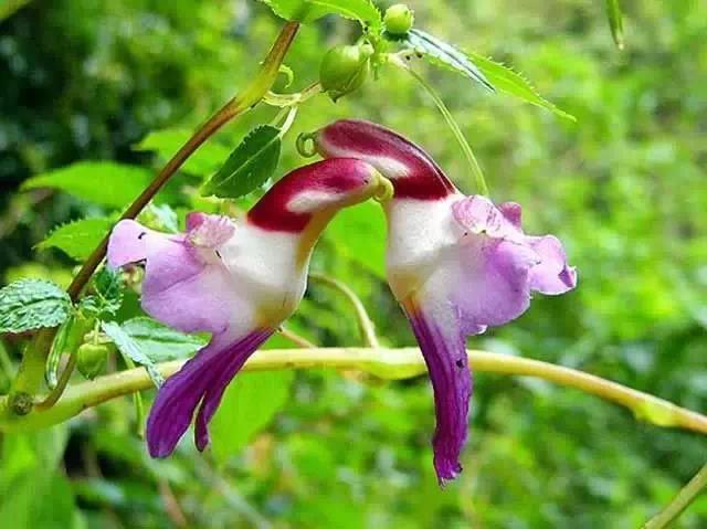 奇花异草图片,奇花异草的赞美句子