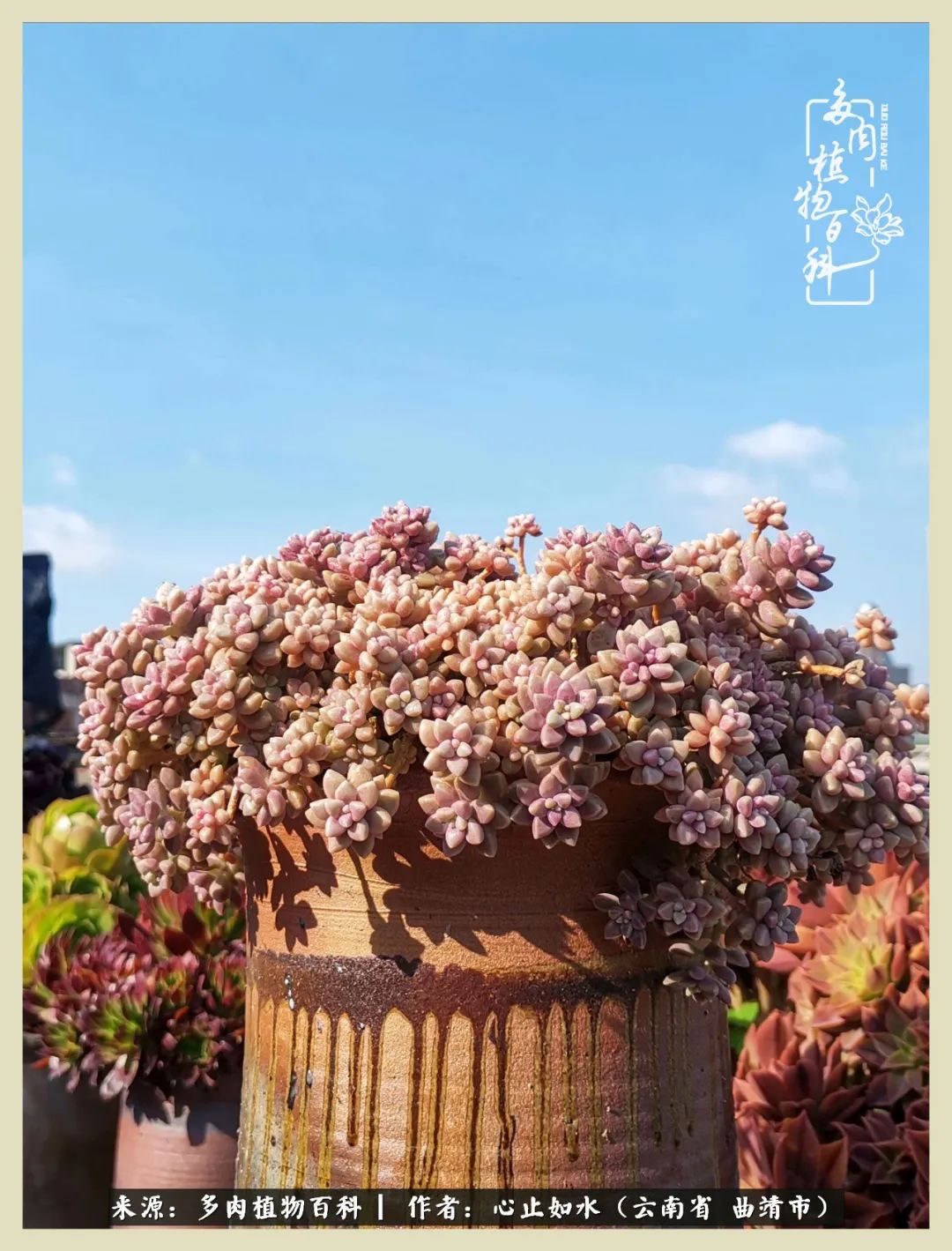 感谢陪伴感恩所有的遇见,让每个人都能感受到多肉的美好