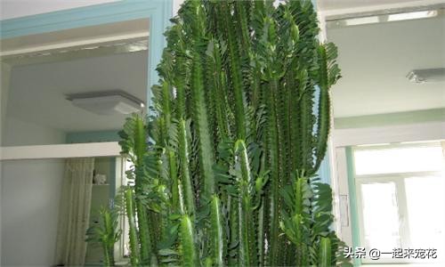 适合客厅养的树镇宅树,家庭养盆镇宅树