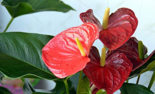 花卉夏天养什么最旺财,什么花草容易打理又要招财又好养