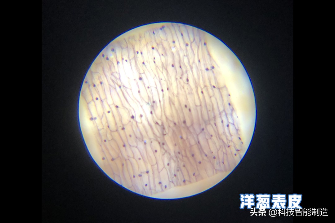显微镜的价格最便宜的,日本口袋放大120倍显微镜