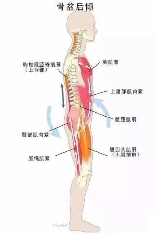 拉伸脖子会让斜方肌越来越大吗,脖子两侧肌肉变粗的方法