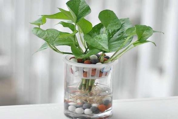 绿萝叶子变黄枯萎是什么原因水培,水培绿萝叶子发黄枯萎怎么补救