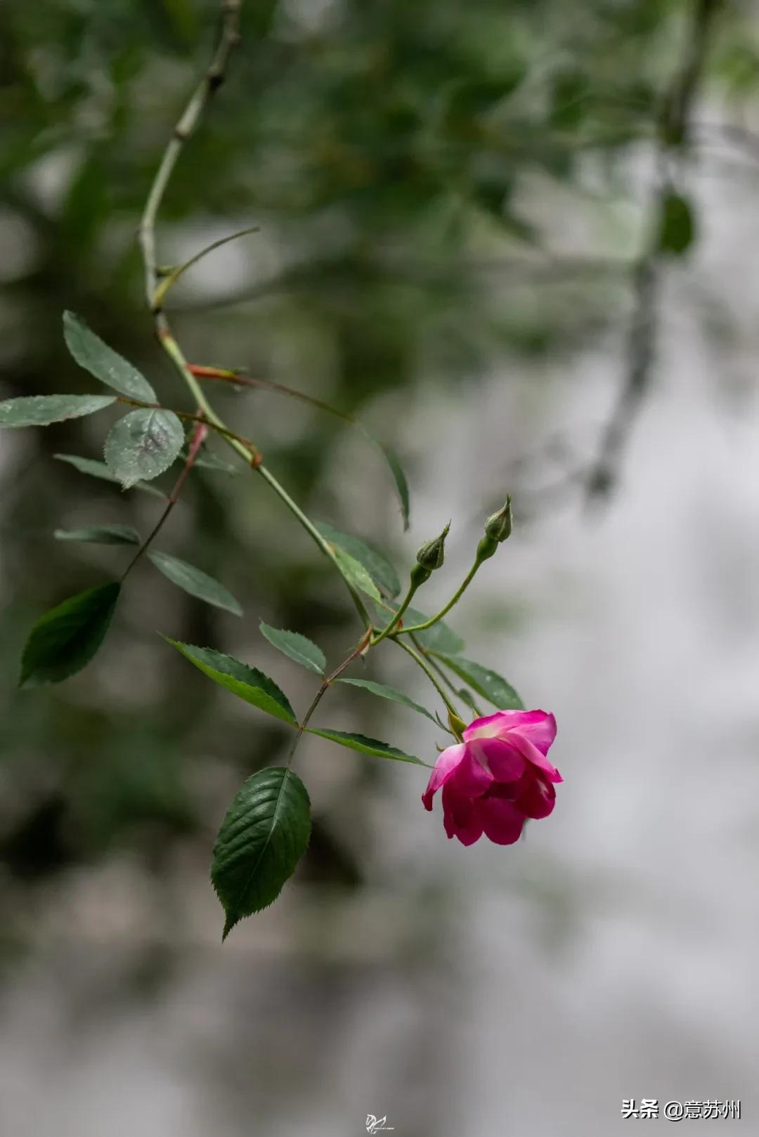 姑苏记艺圃蔷薇,苏州蔷薇艺圃