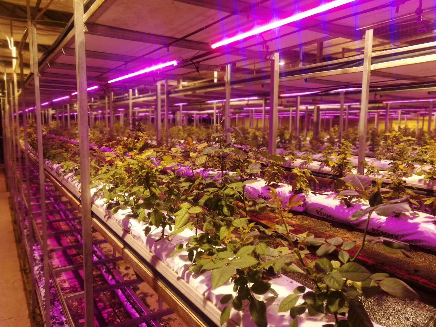 云南省通海县骄阳花卉种苗专业合作社风采（组图）