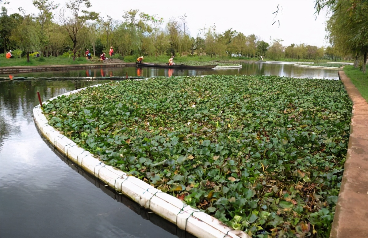 曾经大肆入侵的水葫芦,水葫芦有多可怕
