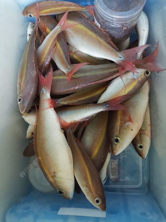 矶钓一竿远,精彩矶钓