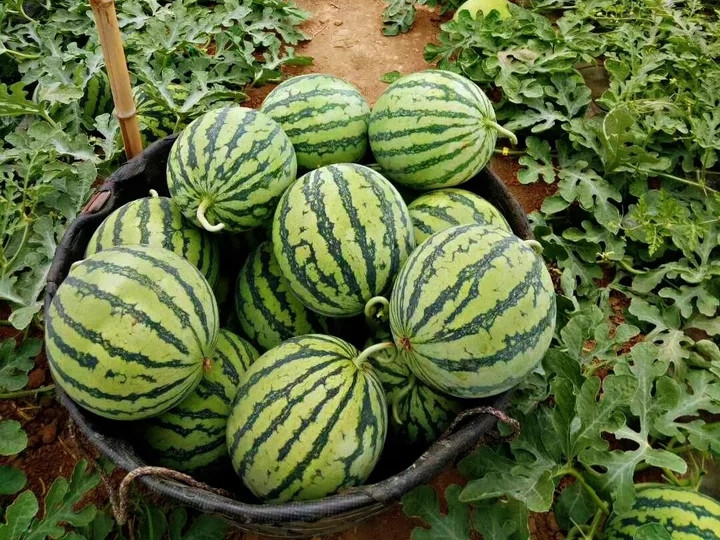 买西瓜老是买到坏的,怎么挑选西瓜又熟又甜的品种