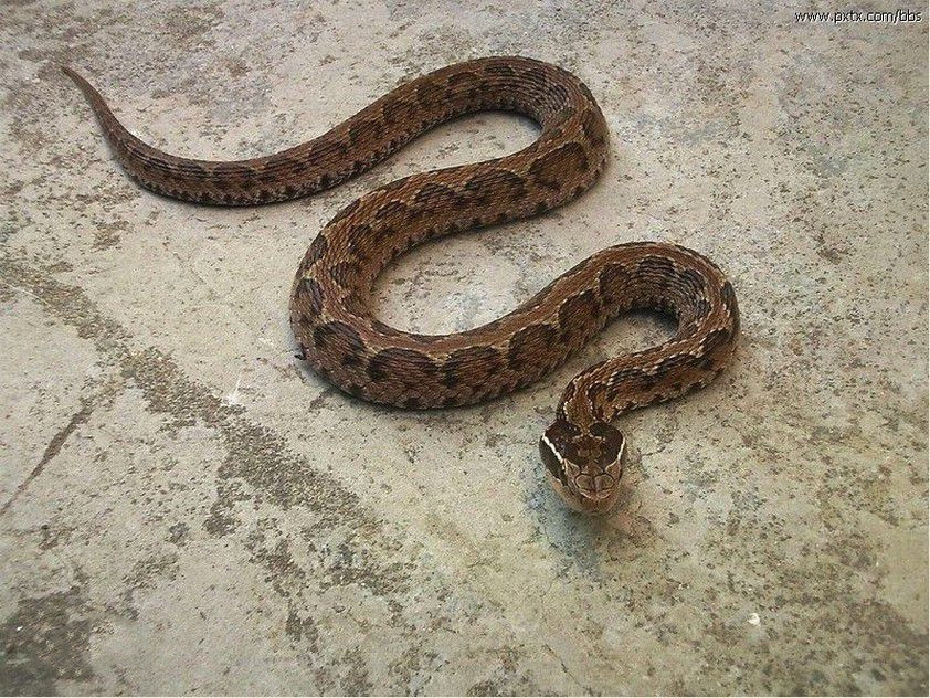 东北有毒蛇么,有毒的蛇图片有哪些