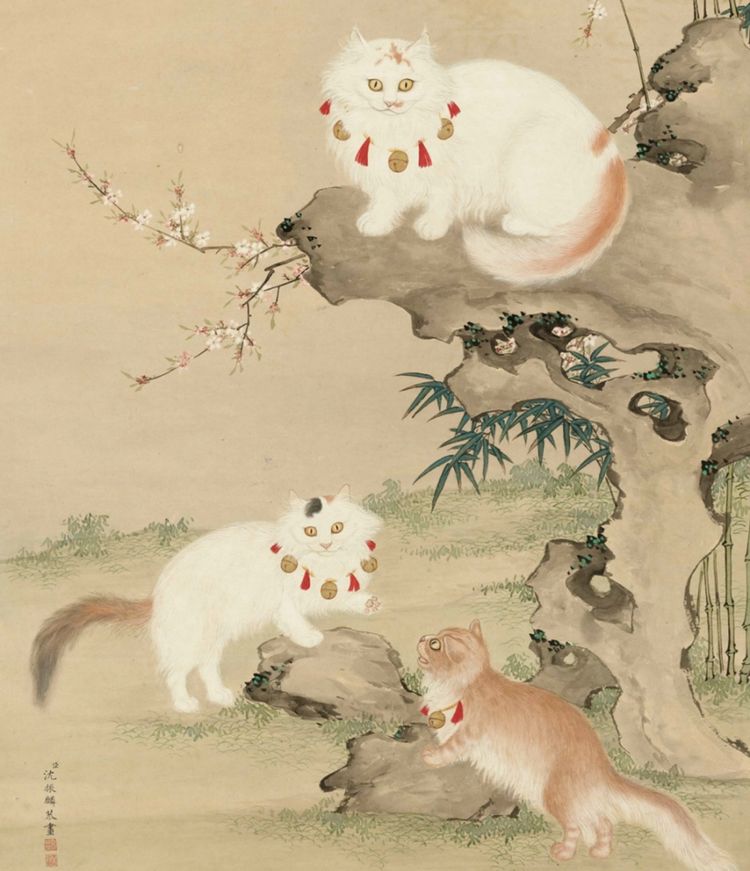 中华田园狮子猫多少钱一只,中华田园猫狮子猫蓝色眼睛