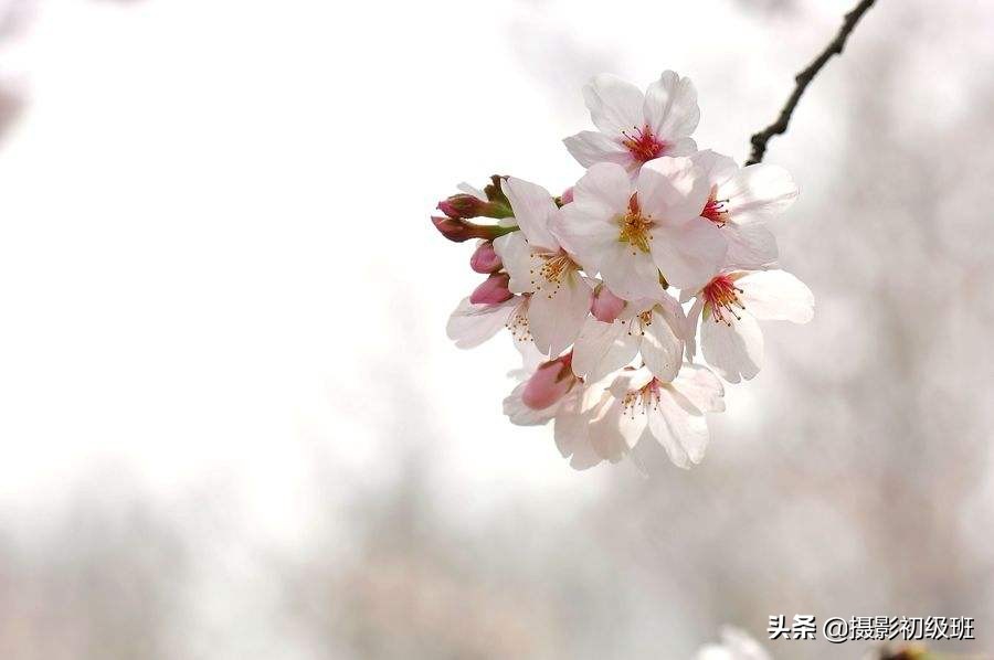 摄影技巧手机摄影技术教学小视频,摄影技巧入门手机摄影光影技巧