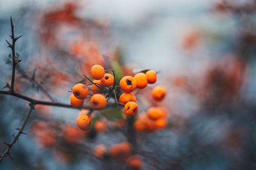 吃什么水果化痰止咳效果最好 (橙子和什么水果榨汁好喝又止咳)