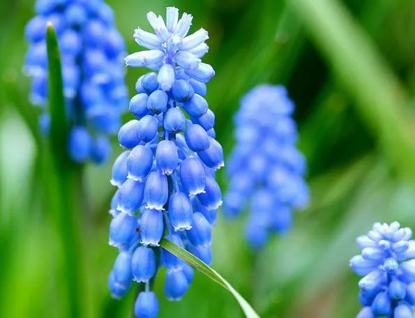 风信子花养护管理,风信子养护温度