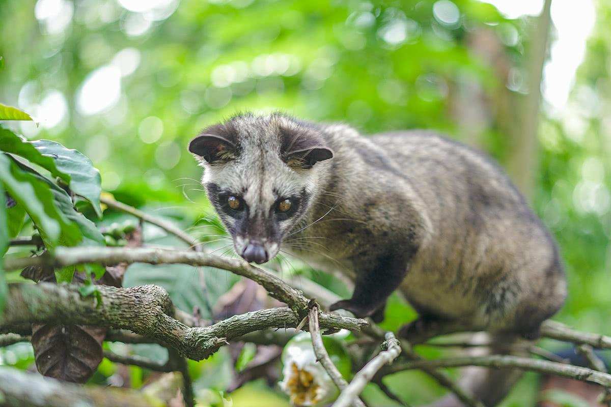 猫屎咖啡真是猫屎做的吗,猫屎是怎么做成咖啡的