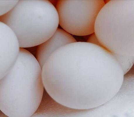 鸽子蛋鹌鹑蛋哪个更营养,鸽子蛋鹌鹑蛋哪个比较营养