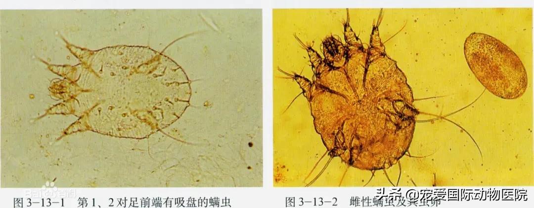 螨虫皮肤病狗狗怎么治疗,狗狗常见螨虫皮肤病用什么药