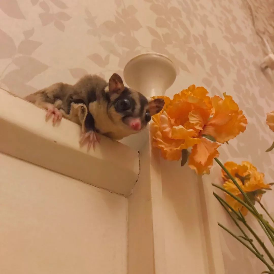 一只鸭子一万五元,一只鸭子一万多