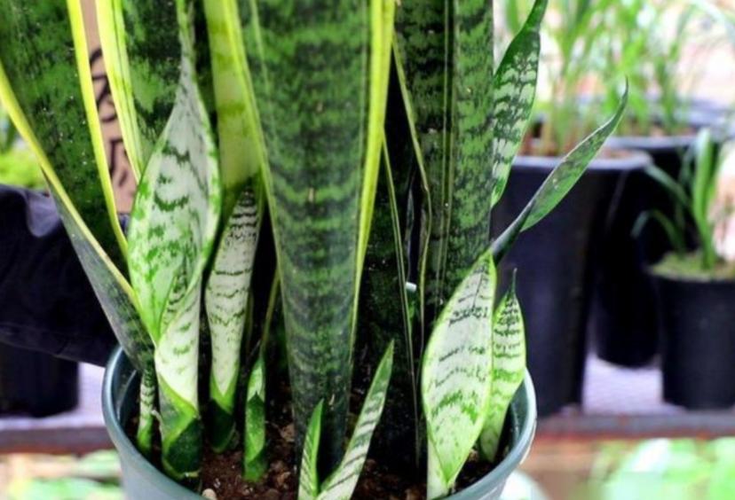 虎皮兰老是发侧芽怎么办,虎皮兰发的侧芽怎么办