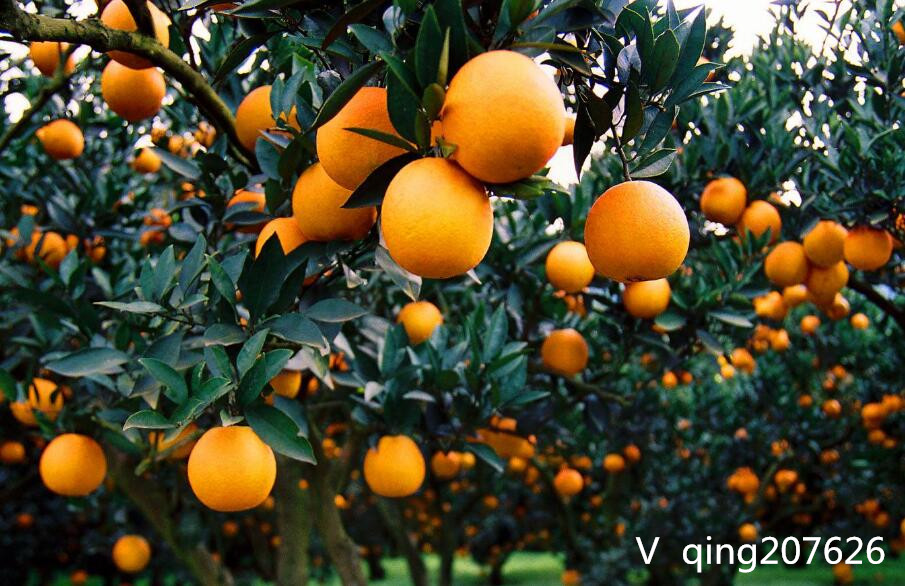 噻唑锌对柑橘溃疡病的防治效果,柑橘幼果期溃疡病用什么农药防治