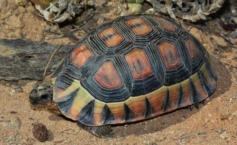 骄傲的乌龟,骄傲的乌龟图