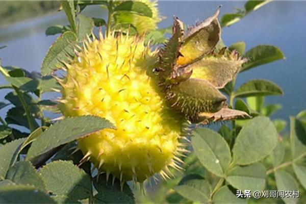 农村地里很多刺的野果叫什么,农村有种带刺的野果叫什么