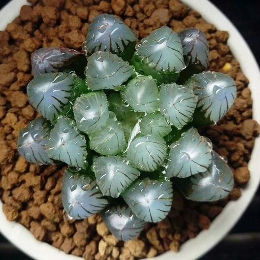 世界十大罕见花卉,世界名贵花卉高清大图