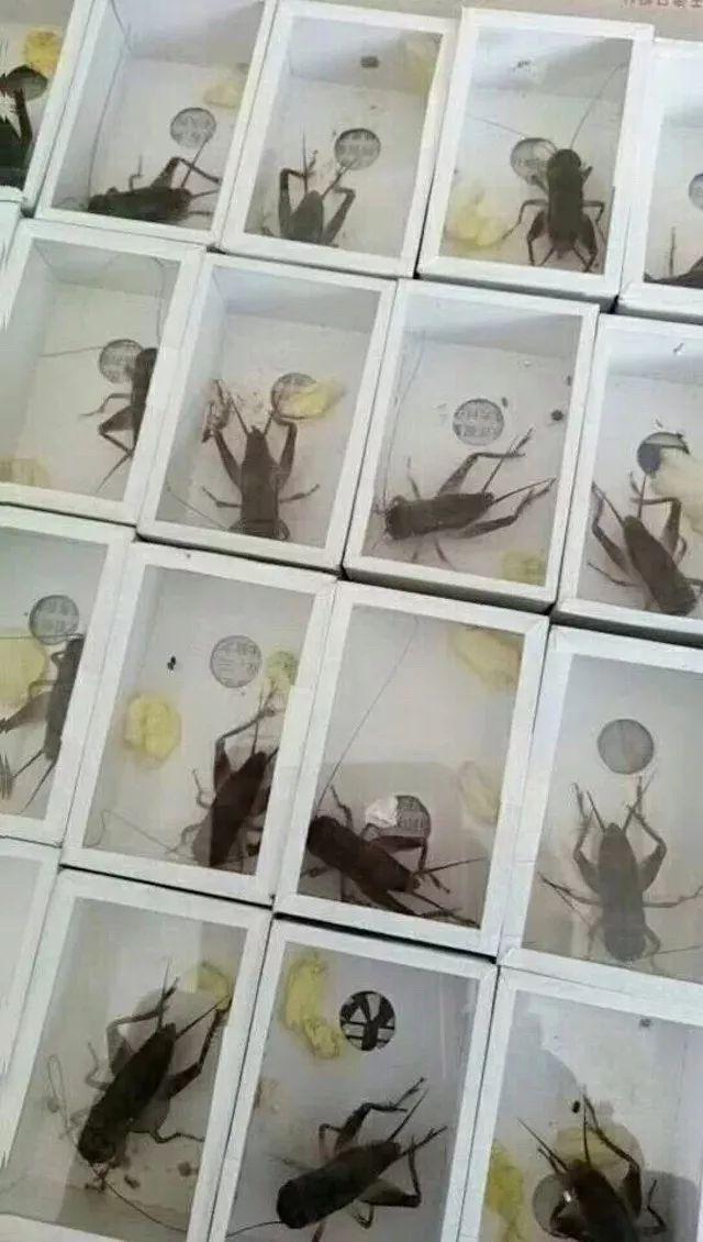 玩虫讲究,玩虫子的人