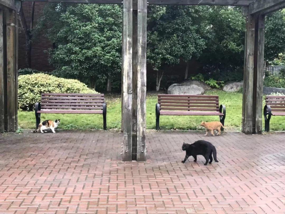 怎么抓小区流浪猫,这些方法来教你