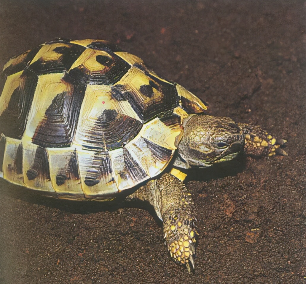 龟类大百科,大眼睛龟类