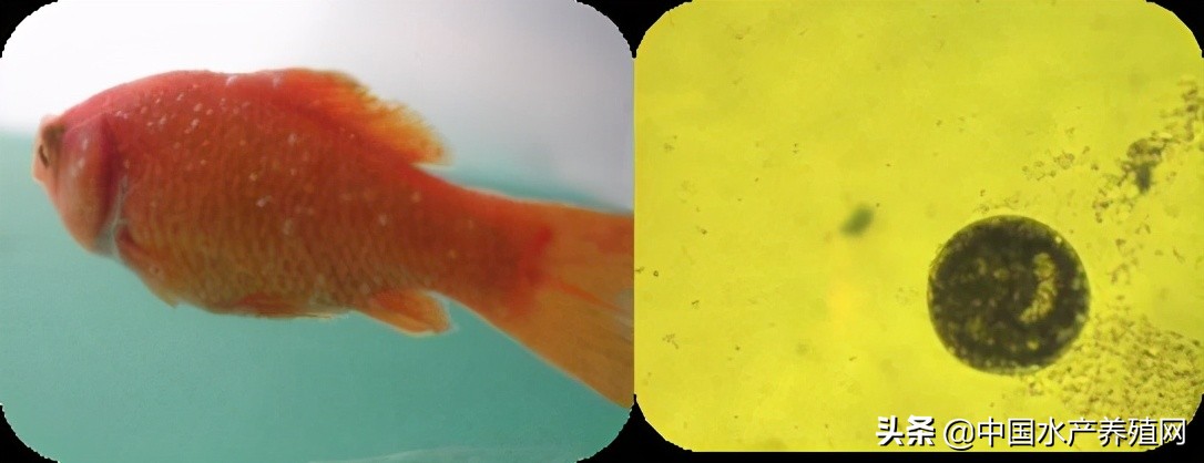 鱼病快速诊断与防病技术,鱼虾蟹病防治方法